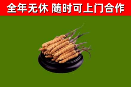 曲靖回收散虫草